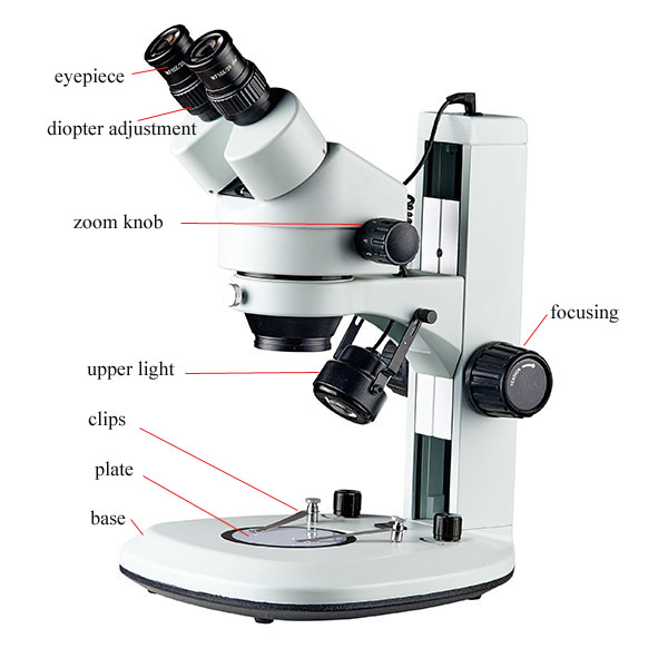 binocular microscope